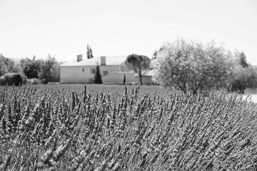 Whither Agricultural Property Relief? image